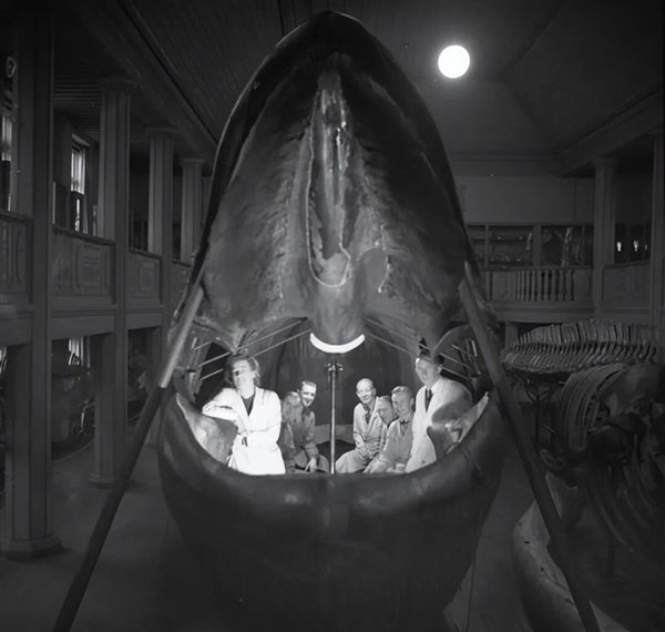  1865年搁浅蓝鲸，如何变身全球唯一完整皮肤标本。 文化旅游 1865年搁浅蓝鲸，如何变身全球唯一完整皮肤标本。 文化旅游