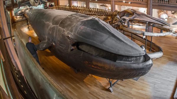  1865年搁浅蓝鲸，如何变身全球唯一完整皮肤标本。 文化旅游 1865年搁浅蓝鲸，如何变身全球唯一完整皮肤标本。 文化旅游