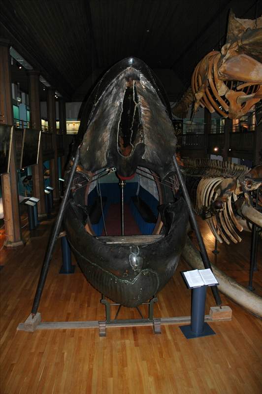  1865年搁浅蓝鲸，如何变身全球唯一完整皮肤标本。 文化旅游 1865年搁浅蓝鲸，如何变身全球唯一完整皮肤标本。 文化旅游