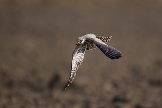  中国智驾市场加速演进，地平线芯片出货显著跃升。 IT技术 中国智驾市场加速演进，地平线芯片出货显著跃升。 IT技术