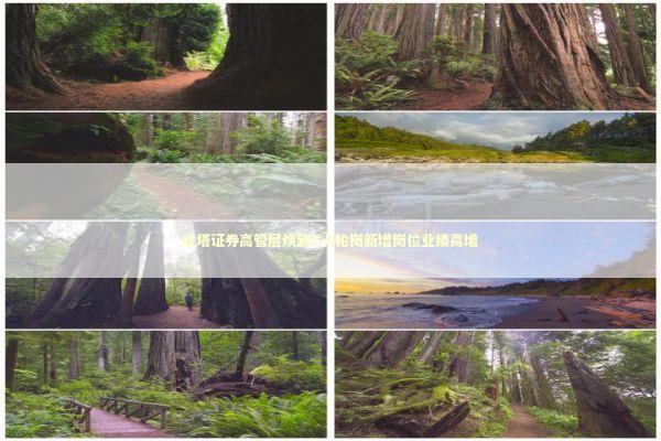 红塔证券高管层焕新7人轮岗新增岗位业绩高增