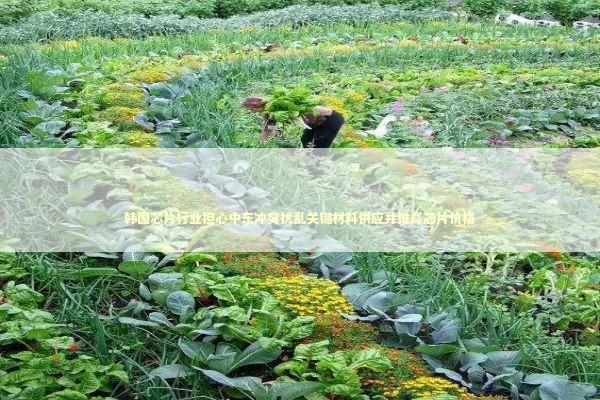 韩国芯片行业担心中东冲突扰乱关键材料供应并推高芯片价格 新闻